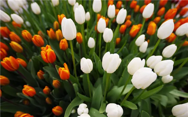 белые и оранжевые тюльпаны