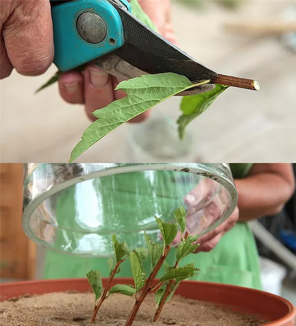 выращивание спиреи ниппонской из черенков