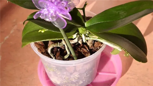 какие корни у орхидеи