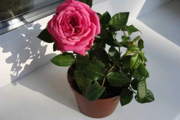 пересадка розы на новое место — как справиться с задачей и не повредить растение. можно ли пересаживать цветущую розу. 3