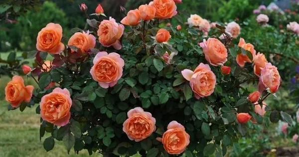 пересадка розы на новое место — как справиться с задачей и не повредить растение. можно ли пересаживать цветущую розу. 2