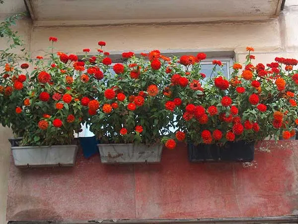 19 восхитительных цветов и растений для балкона. балконные цветы фото и названия. 26