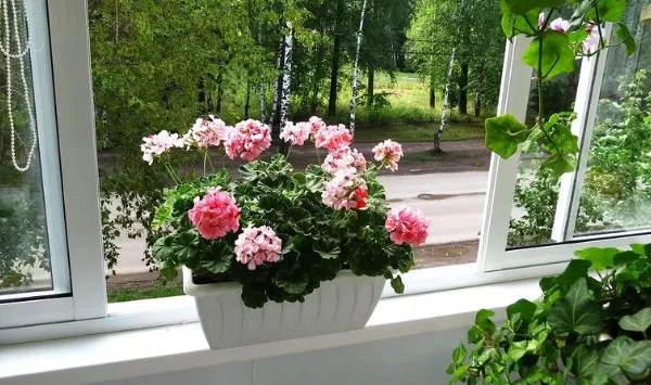19 восхитительных цветов и растений для балкона. балконные цветы фото и названия. 20