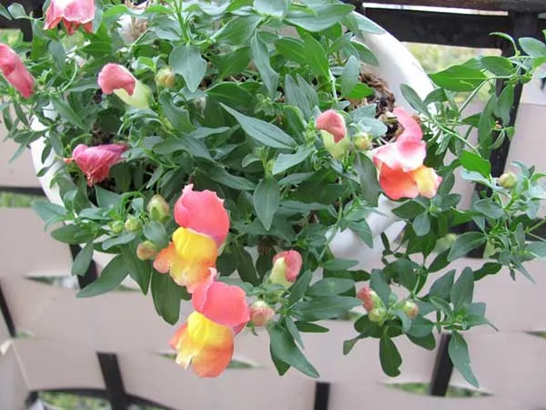 19 восхитительных цветов и растений для балкона. балконные цветы фото и названия. 18