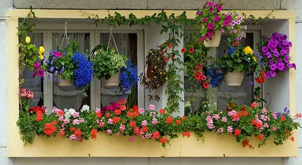 19 восхитительных цветов и растений для балкона. балконные цветы фото и названия. 50
