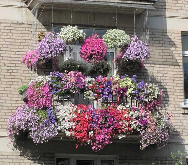 19 восхитительных цветов и растений для балкона. балконные цветы фото и названия. 3