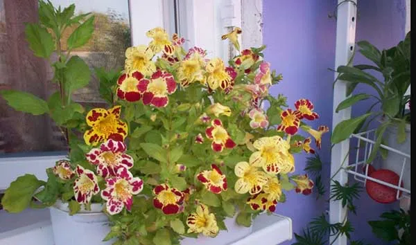 19 восхитительных цветов и растений для балкона. балконные цветы фото и названия. 38