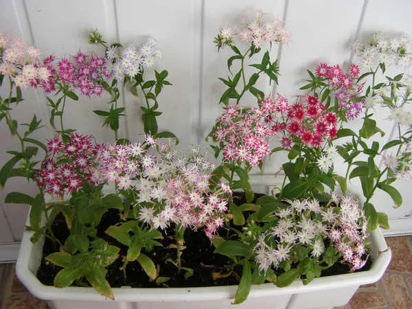 19 восхитительных цветов и растений для балкона. балконные цветы фото и названия. 25