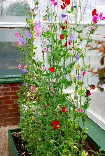 19 восхитительных цветов и растений для балкона. балконные цветы фото и названия. 33