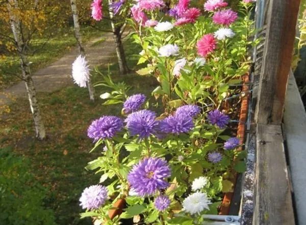 19 восхитительных цветов и растений для балкона. балконные цветы фото и названия. 6