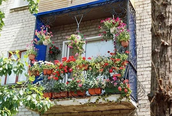 19 восхитительных цветов и растений для балкона. балконные цветы фото и названия. 48