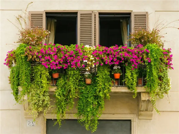 вьющиеся цветы на балконе