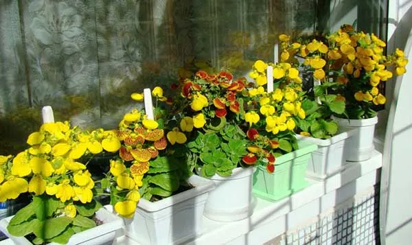 19 восхитительных цветов и растений для балкона. балконные цветы фото и названия. 36