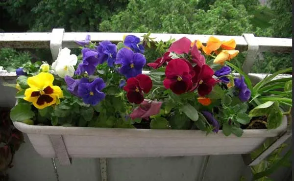 19 восхитительных цветов и растений для балкона. балконные цветы фото и названия. 31