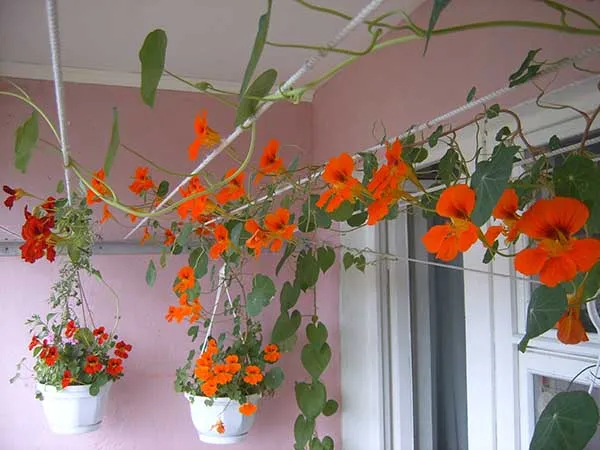 19 восхитительных цветов и растений для балкона. балконные цветы фото и названия. 39