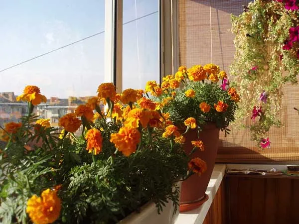 19 восхитительных цветов и растений для балкона. балконные цветы фото и названия. 7