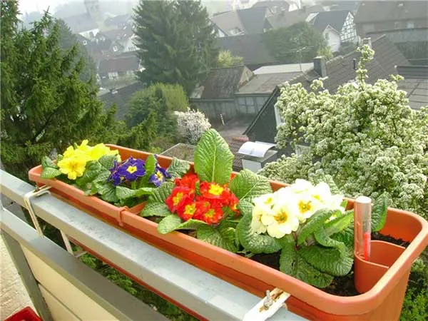 19 восхитительных цветов и растений для балкона. балконные цветы фото и названия. 40