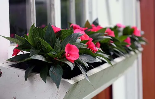 19 восхитительных цветов и растений для балкона. балконные цветы фото и названия. 28