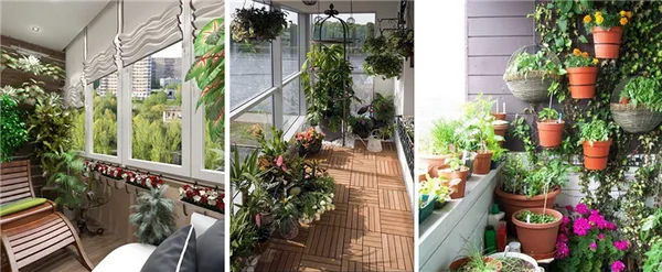 19 восхитительных цветов и растений для балкона. балконные цветы фото и названия. 61