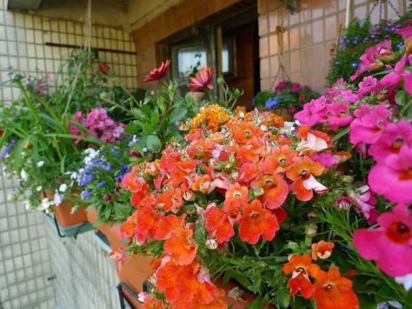 19 восхитительных цветов и растений для балкона. балконные цветы фото и названия. 24