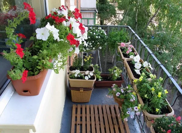 19 восхитительных цветов и растений для балкона. балконные цветы фото и названия. 51