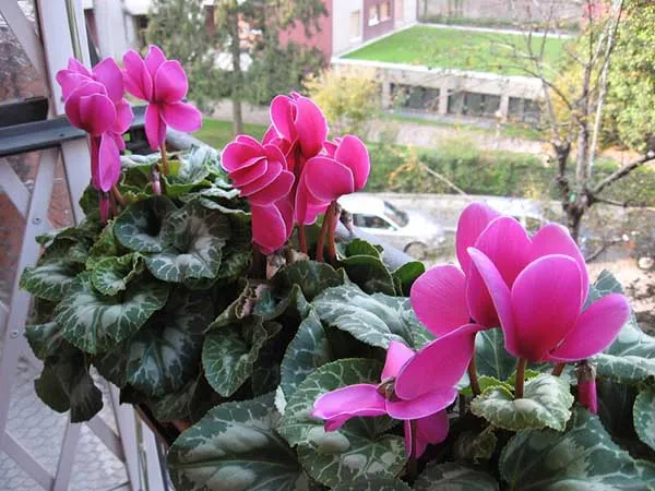 19 восхитительных цветов и растений для балкона. балконные цветы фото и названия. 44