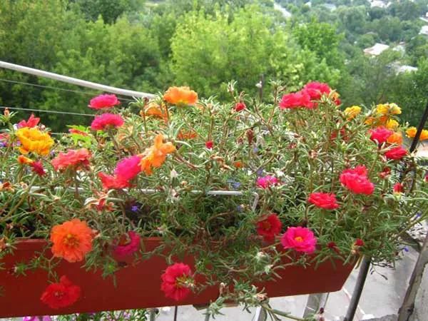 19 восхитительных цветов и растений для балкона. балконные цветы фото и названия. 23