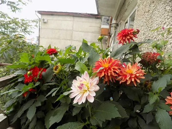 19 восхитительных цветов и растений для балкона. балконные цветы фото и названия. 12