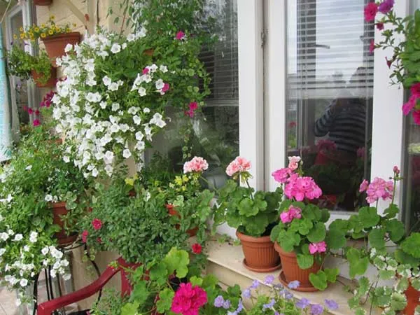 19 восхитительных цветов и растений для балкона. балконные цветы фото и названия. 46