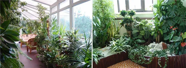 19 восхитительных цветов и растений для балкона. балконные цветы фото и названия. 60