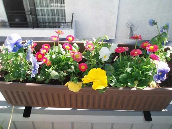 19 восхитительных цветов и растений для балкона. балконные цветы фото и названия. 19
