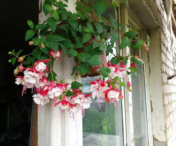 19 восхитительных цветов и растений для балкона. балконные цветы фото и названия. 45
