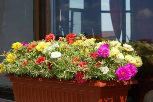 19 восхитительных цветов и растений для балкона. балконные цветы фото и названия. 22