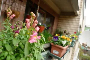 19 восхитительных цветов и растений для балкона. балконные цветы фото и названия. 17