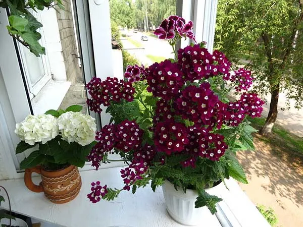 19 восхитительных цветов и растений для балкона. балконные цветы фото и названия. 9