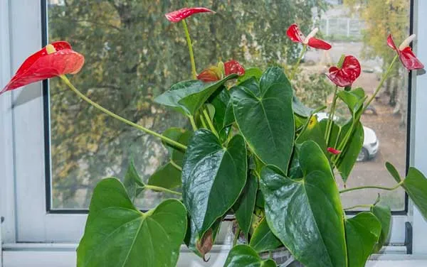 19 восхитительных цветов и растений для балкона. балконные цветы фото и названия. 41