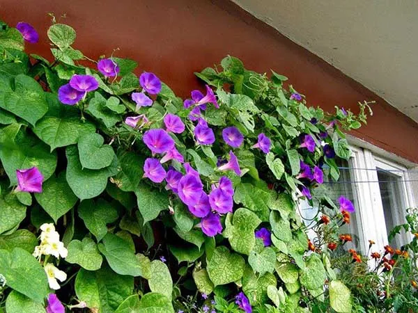 19 восхитительных цветов и растений для балкона. балконные цветы фото и названия. 15