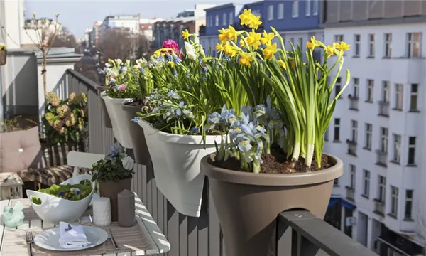 19 восхитительных цветов и растений для балкона. балконные цветы фото и названия. 59