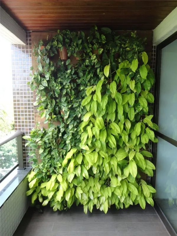 балконные вьющиеся растения