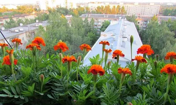 19 восхитительных цветов и растений для балкона. балконные цветы фото и названия. 8