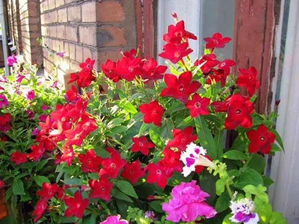19 восхитительных цветов и растений для балкона. балконные цветы фото и названия. 35