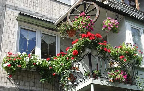 19 восхитительных цветов и растений для балкона. балконные цветы фото и названия. 49