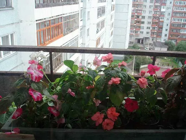 19 восхитительных цветов и растений для балкона. балконные цветы фото и названия. 27