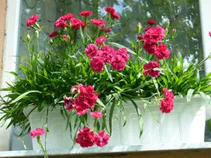 19 восхитительных цветов и растений для балкона. балконные цветы фото и названия. 11