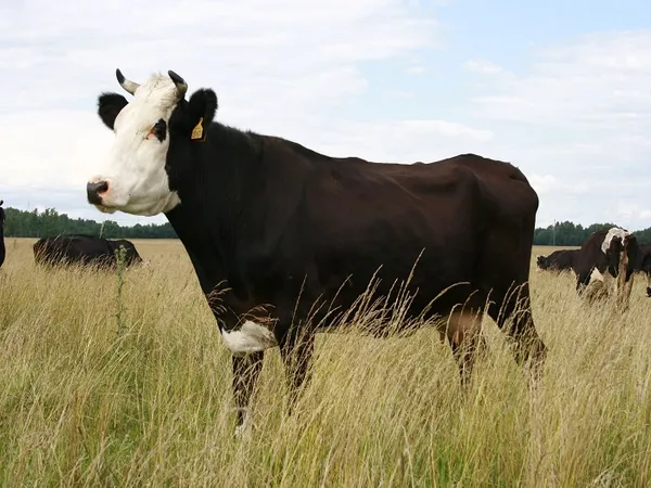 ярославская корова