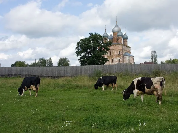 ярославская корова фото