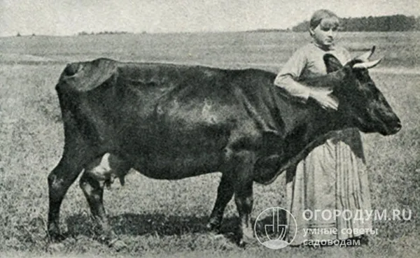 на фото – корова ярославской породы из романовского уезда (начало xх века)