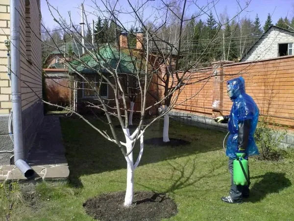опрыскивание деревьев ранней весной