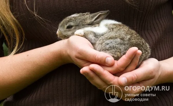 карликовый кролик станет любимцем всей семьи, главное – подобрать такого, который будет нравиться внешне и подойдет по характеру