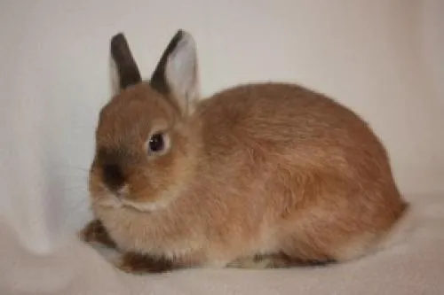 декоративные кролики уход. выбор породы декоративных кроликов для начинающих кролиководов
